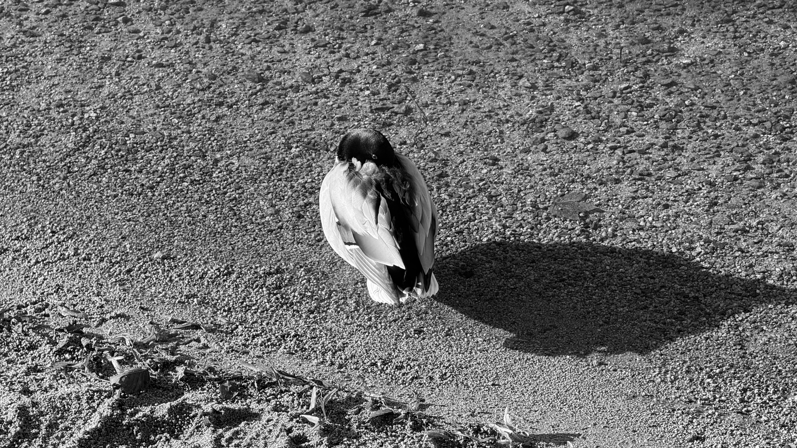 Winter 2025/26 — 006